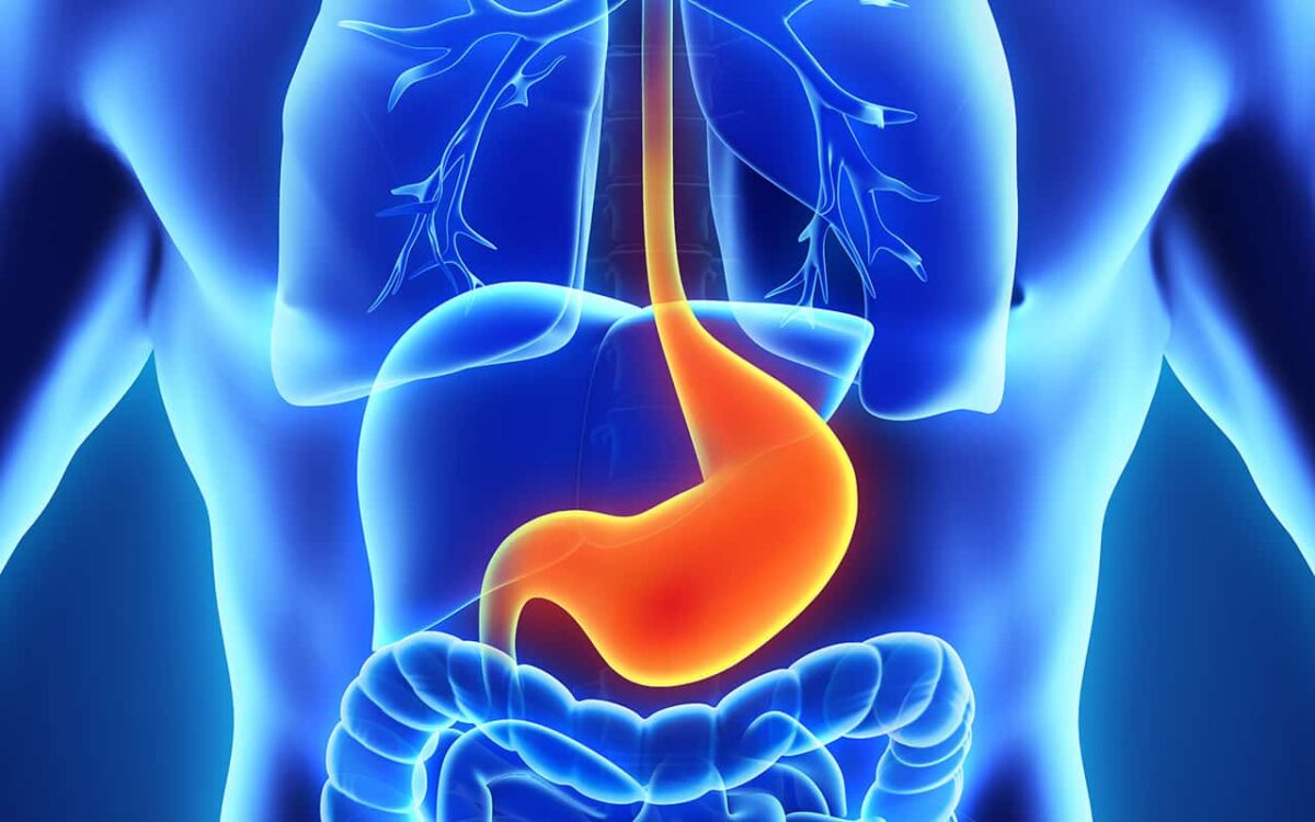 3D-Darstellung des menschlichen Verdauungssystems mit hervorgehobenem Magen.