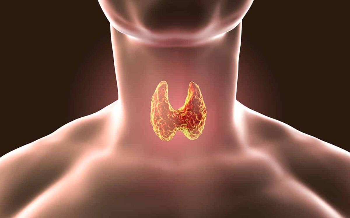 3D-Darstellung einer Schilddrüse im menschlichen Hals.