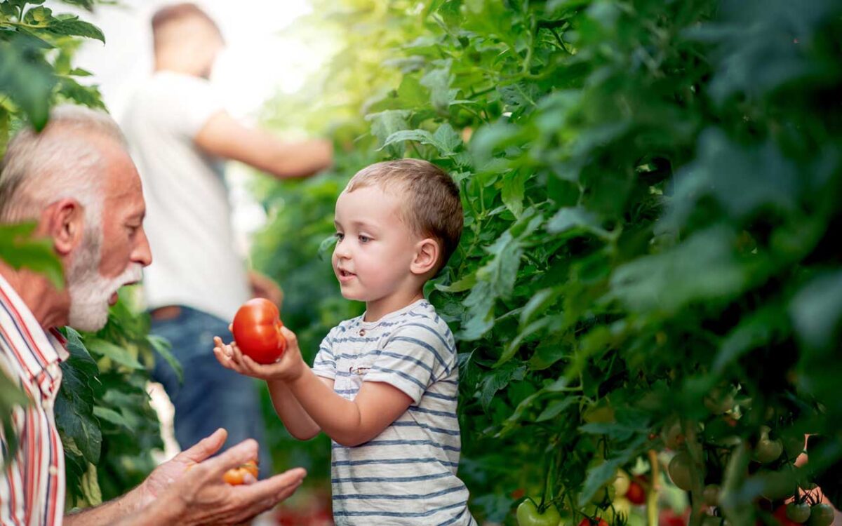Kind und älterer Mann im Tomatengarten, betrachten frische Ernte gemeinsam.