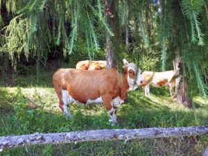 Kühe beim Urlaub am Bauernhof Schlinthof in Liebenfels, Österreich