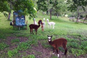 Alpaccas beim Urlaub am Bauernhof Schlinthof in Liebenfels, Österreich